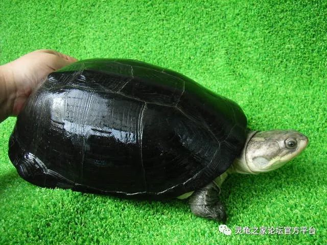 中非侧颈龟