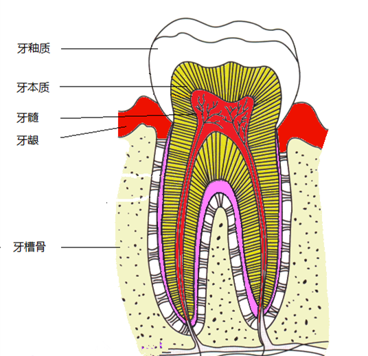 一根针插在牙齿里什么感受?