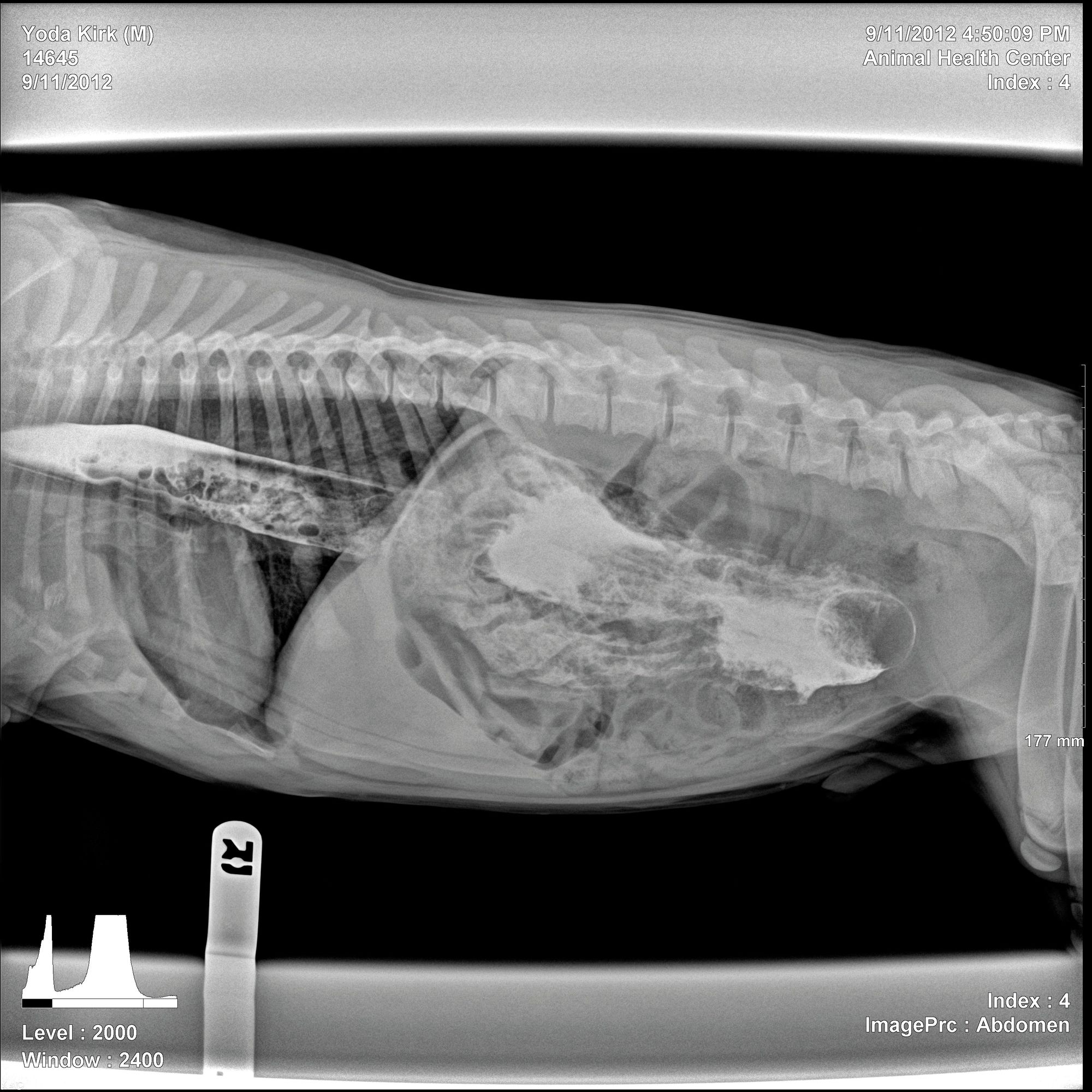 x光照片显示一个棍状的物体出现在一只小狗肚子里.
