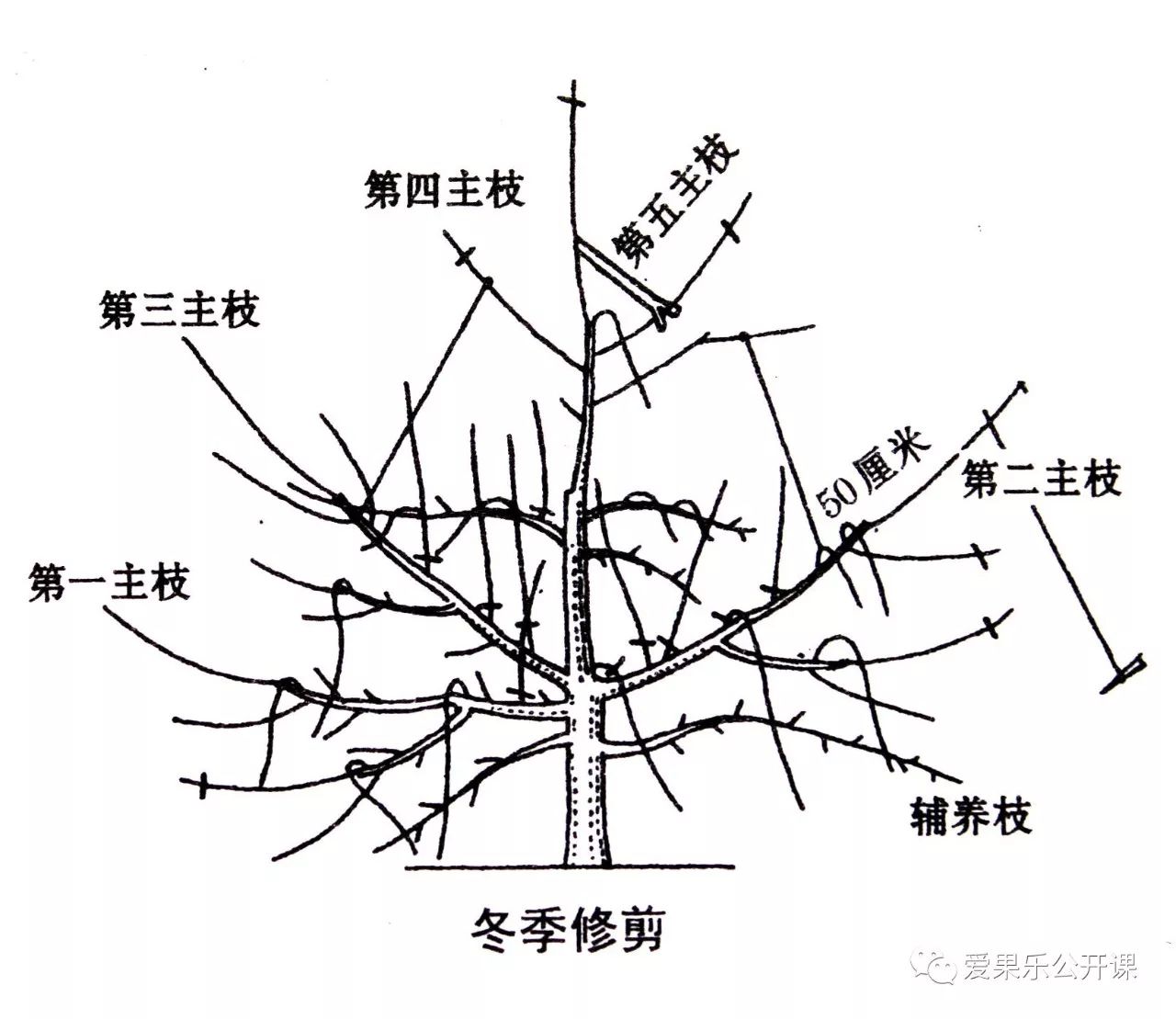 苹果树主干疏层形合理整形修剪