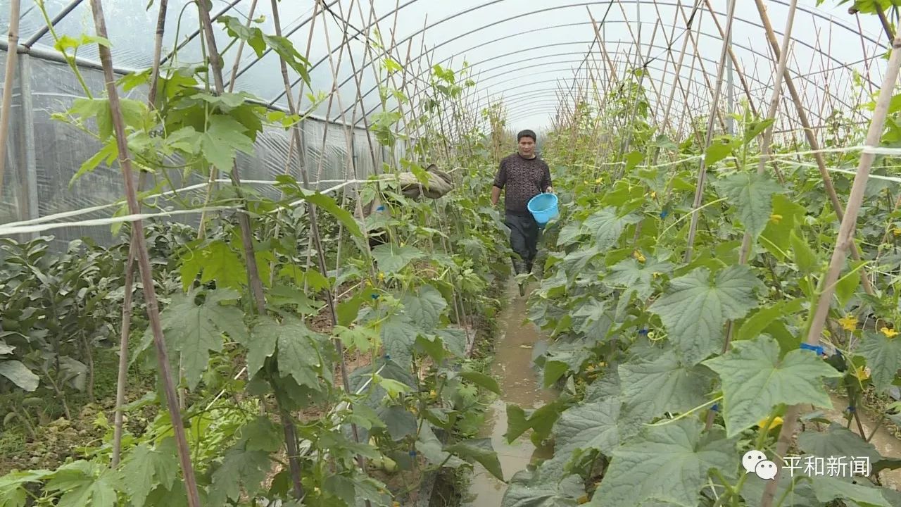 作物抗寒寒潮侵袭作物防寒抗冻平和县农技师来支招