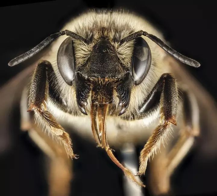 蜜蜂的口器会缩短