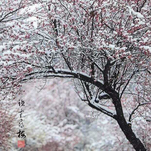 一曲古琴《踏雪访梅》马常胜:踏雪寻梅迷僻径,寒带