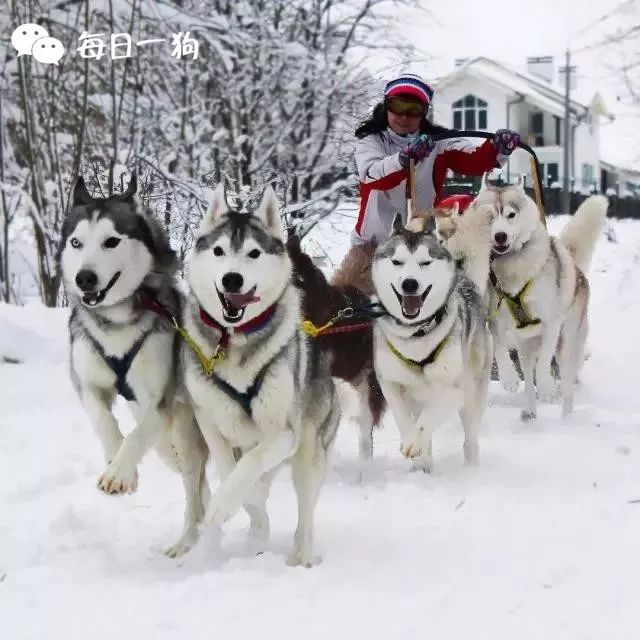 按照国际惯例,一队雪橇犬通常有20-30只左右,平均 6只狗最多只负重2人