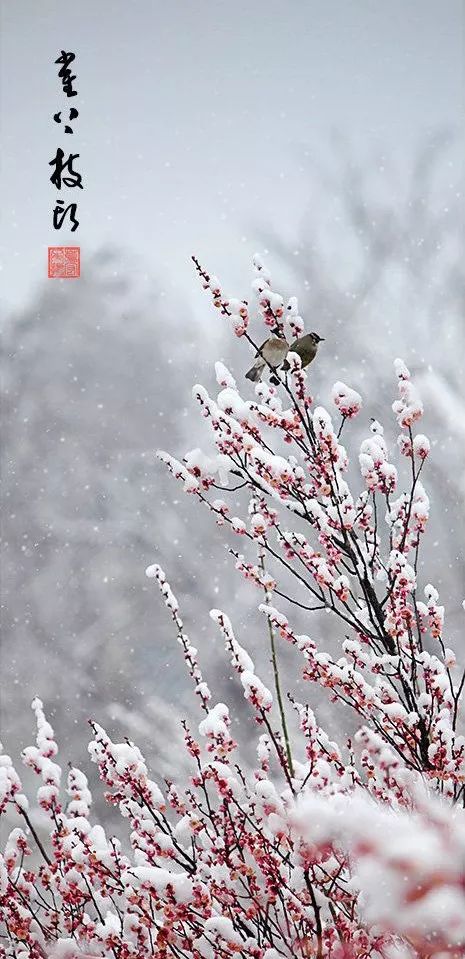 踏雪寻梅的曲谱_踏雪寻梅