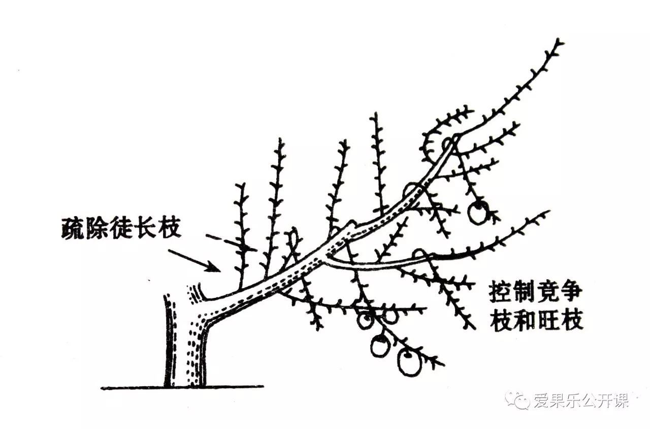 苹果树主干疏层形合理整形修剪