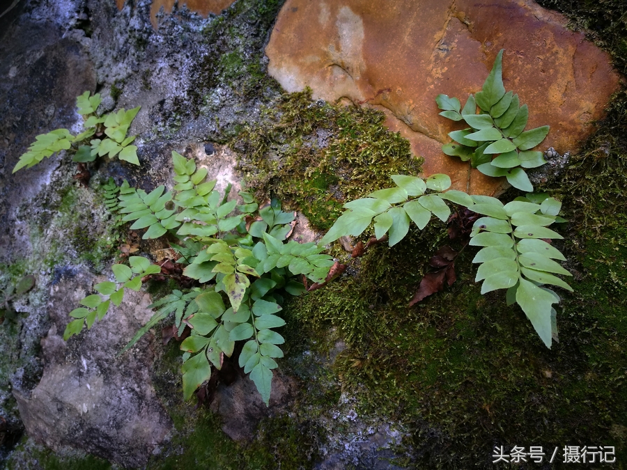 生长在墙头的一种植物,冬日成绿色风景,还是一味中药