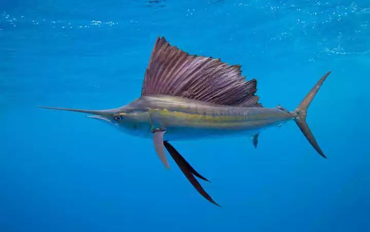 世界上游的最快的三种鱼,你知道它们是谁吗?