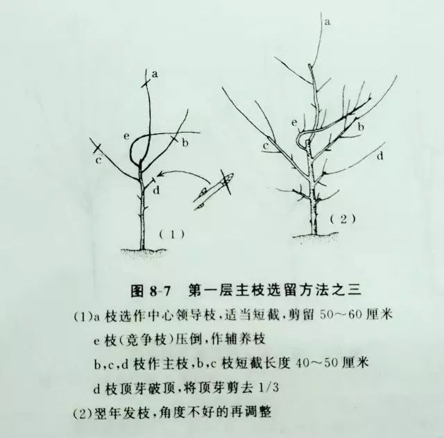 梨树整形修剪技术要点幼树的整形附图解