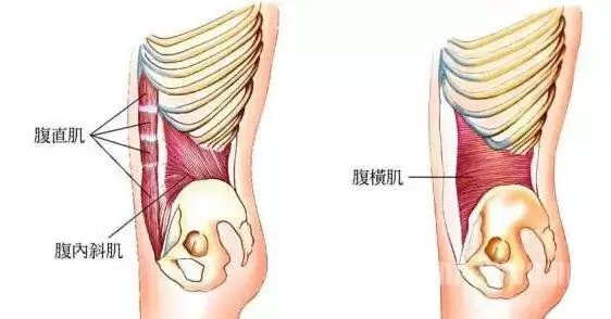 腹直肌位于腹部前正中白线两侧,连接胸廓和骨盆前部,属于较表层的