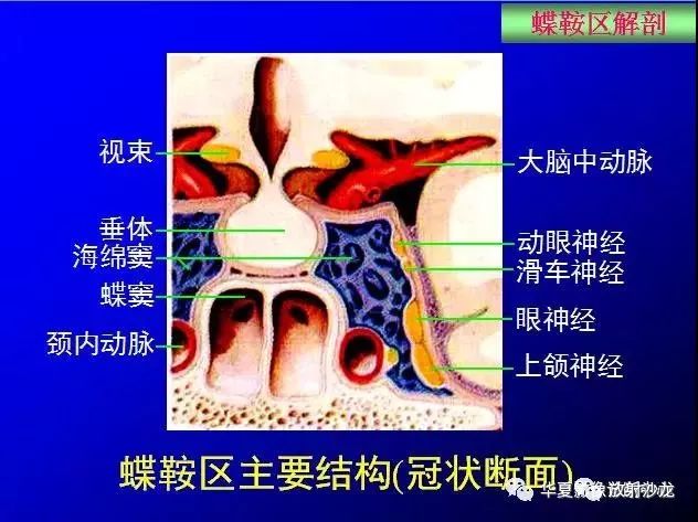 这么全的鞍区影像解剖,赶紧收藏备用!