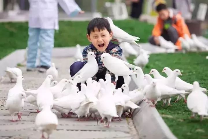 是一弯 有千年历史的湖水 时光流逝 广场上喂鸽子的小孩 都成为这个