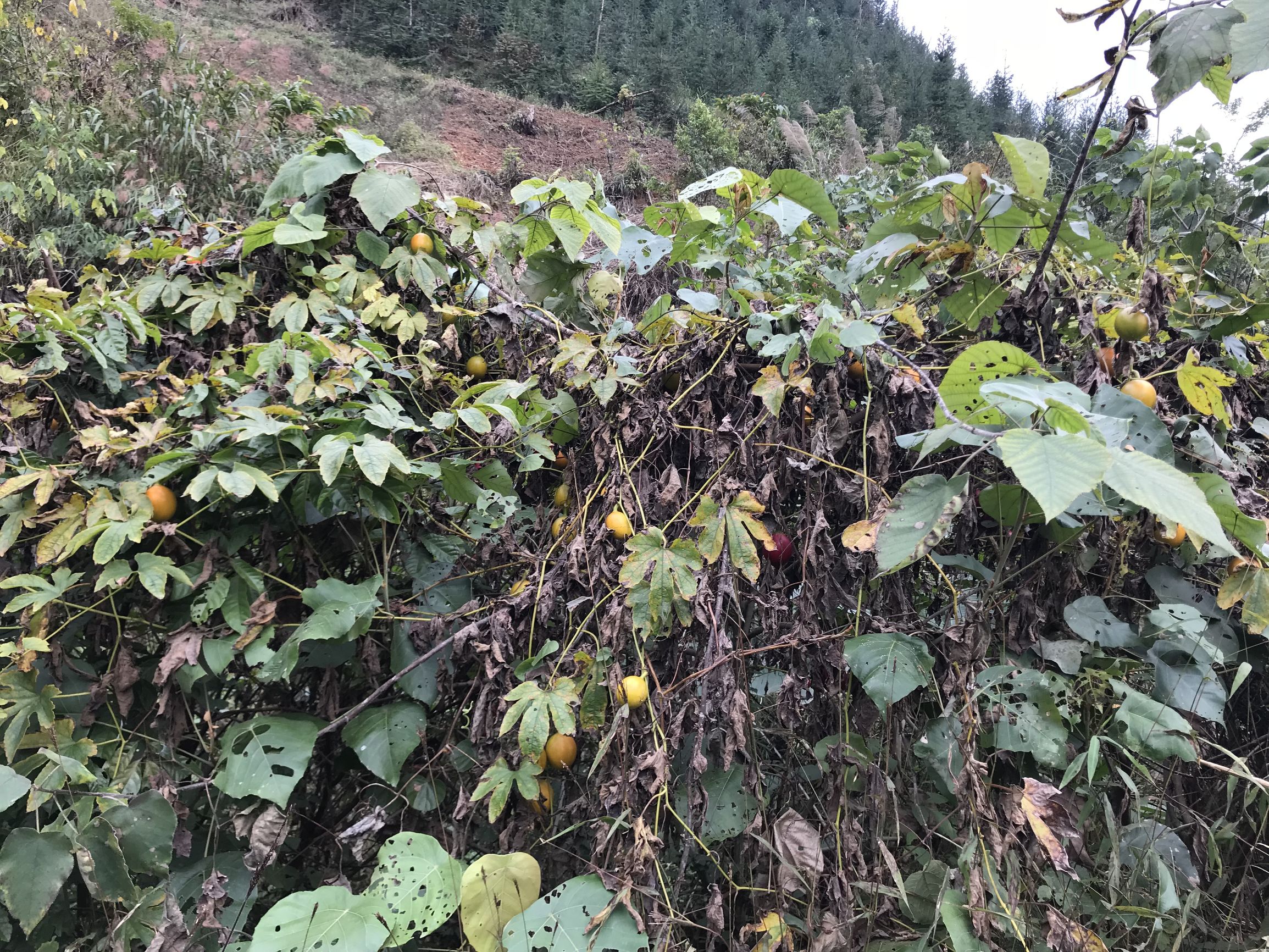 "马屎皮面光"!外表光鲜轻易引人上当的野果