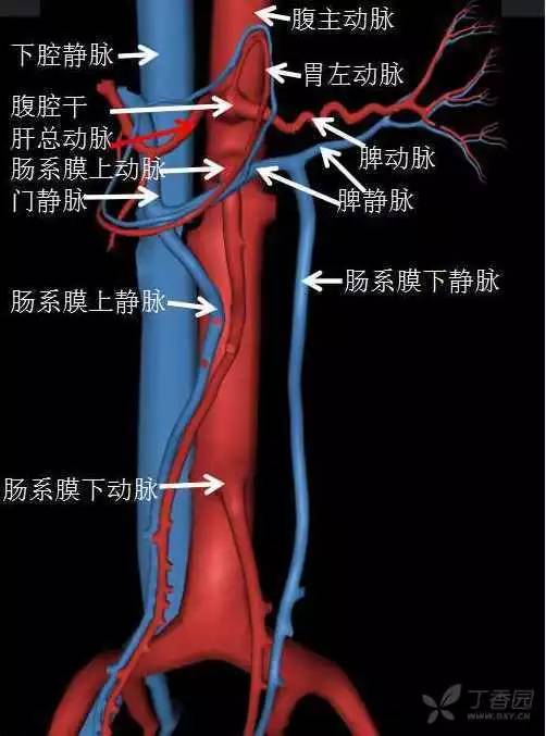 但沿着胃左动脉向右的是胃右动脉.