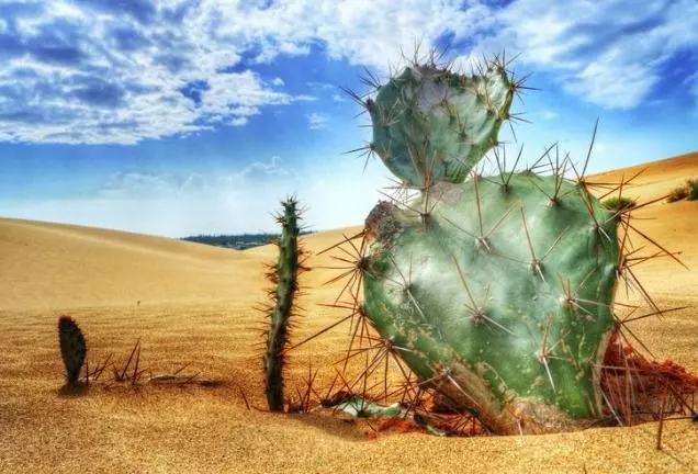 【世界上最不怕高温的植物】野仙人掌