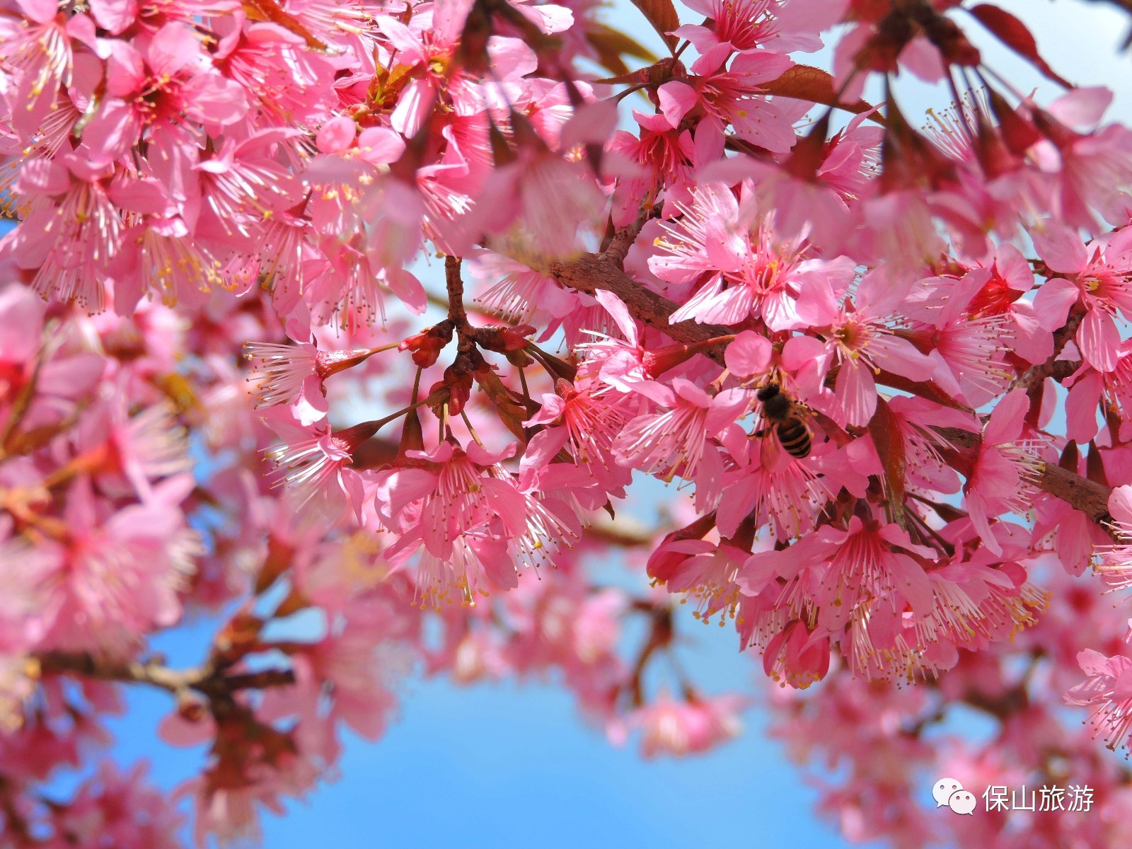 冬天,来温泉小桥看樱花