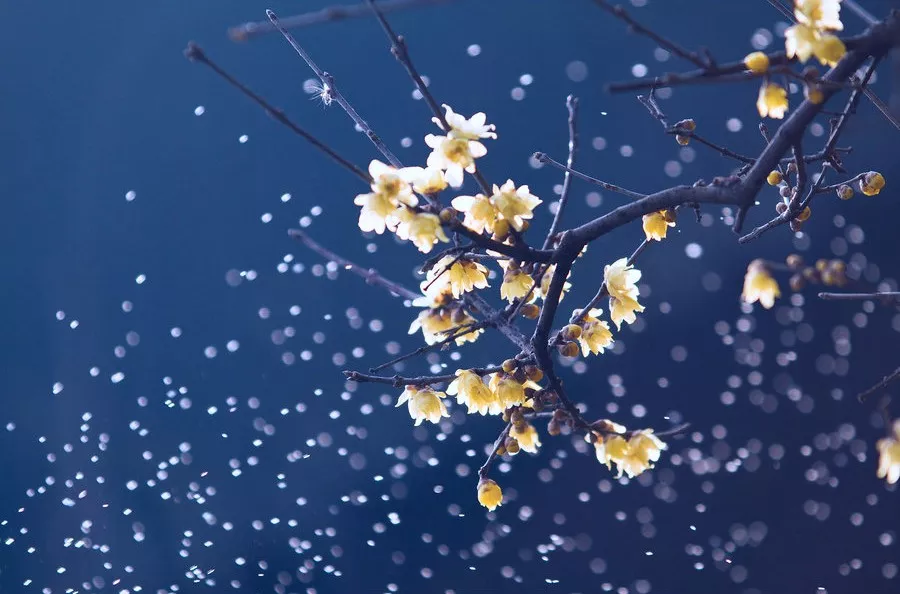 腊梅映雪,暗香浮动!