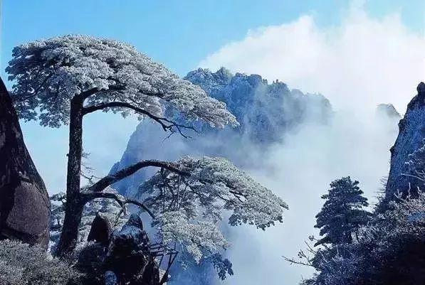 雪中的迎客松,迎接八方来客