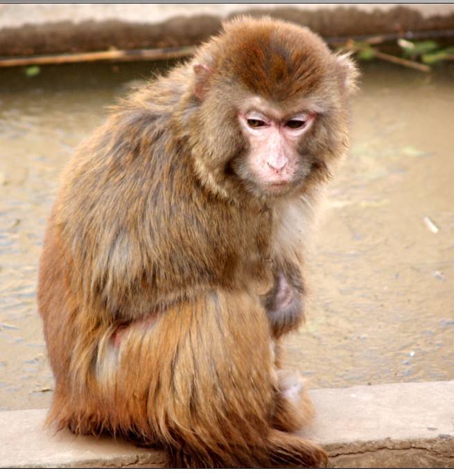 这两个月份出生的(猴猴猴)真是"命苦"的猴子!