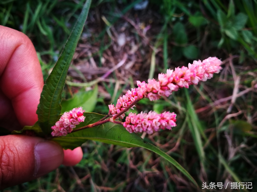 一种冬日开红色花的植物,有人说是做酒曲的曲花,您看是吗