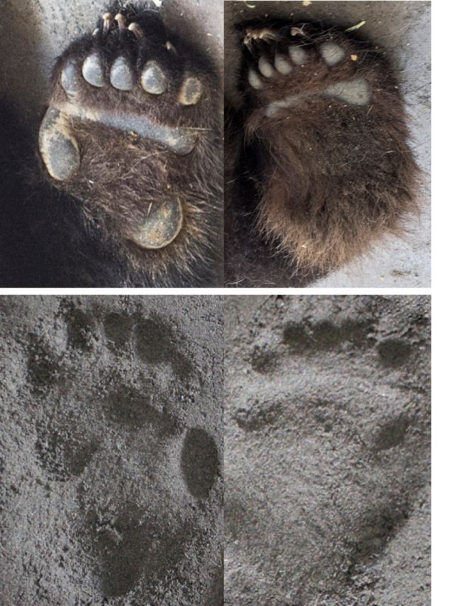 大熊猫的左前足,左后足和其足迹.
