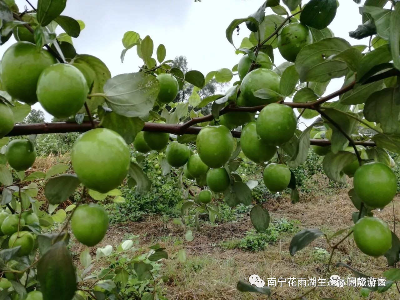 花雨湖大青枣采摘园可以采摘啦!好货抢先知!