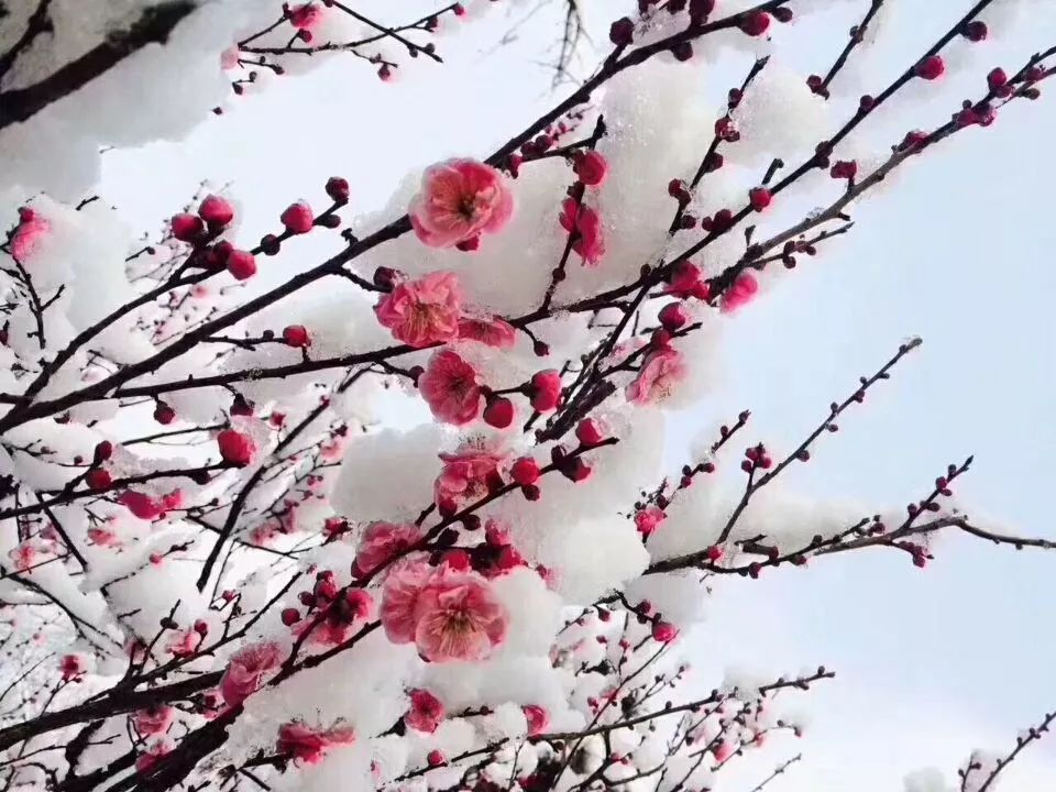 初雪的时候,关于雪的诗句你能想起几句来?