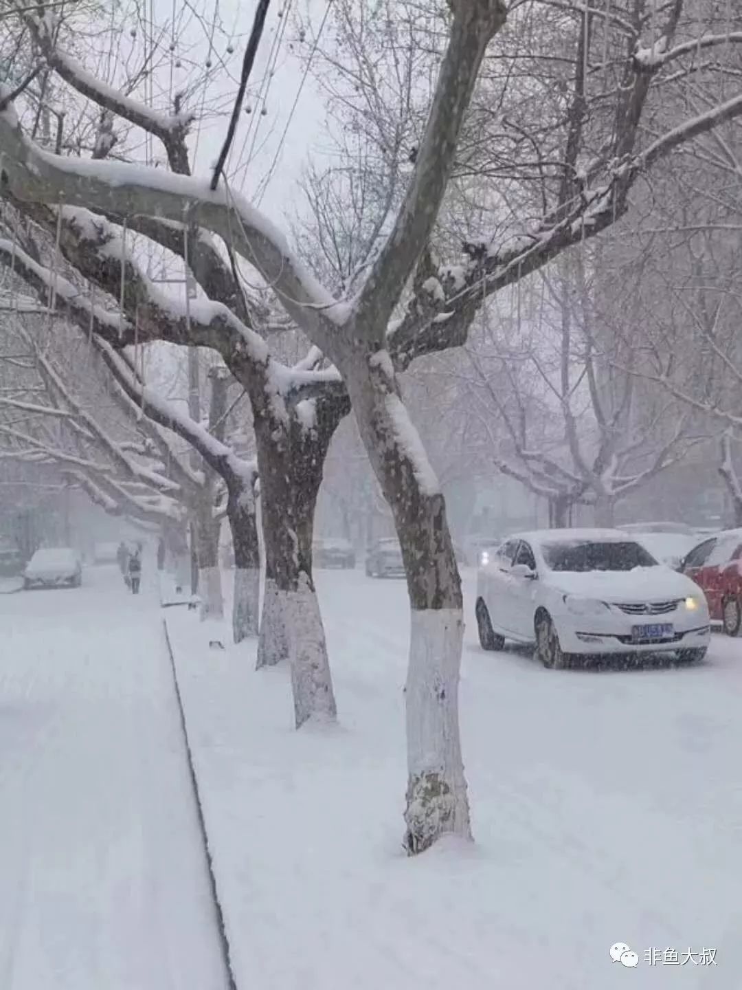 青岛终于下大雪了!下得最大的竟然是