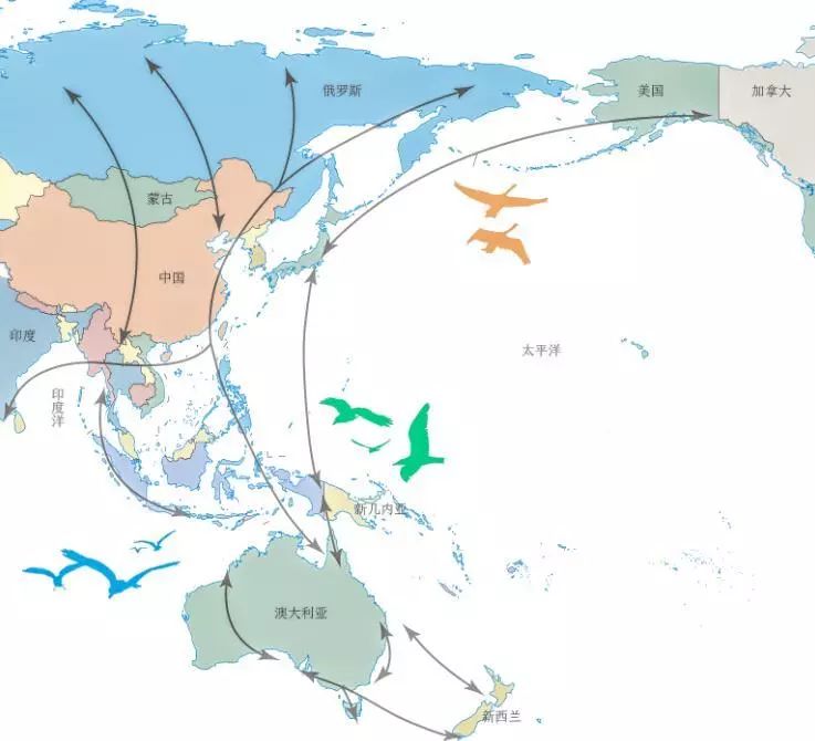 在全球9条候鸟迁徙路线中,有3条经过我国,迁徙的候鸟中至少有27个全球