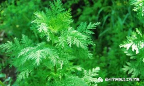 青蒿素到底是从什么植物中提取的 健身