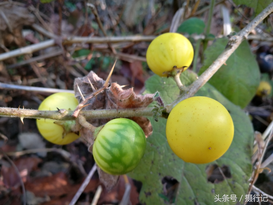 乡村山野间一种形似小西瓜的果实叶片上全是刺您可认识