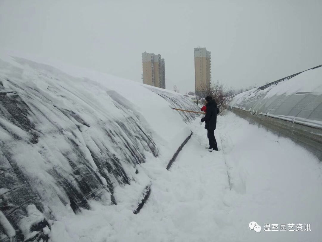 遇到长时间的雪天,多天揭不开草苫或棉被,特别是大雪过后,天气突然暴