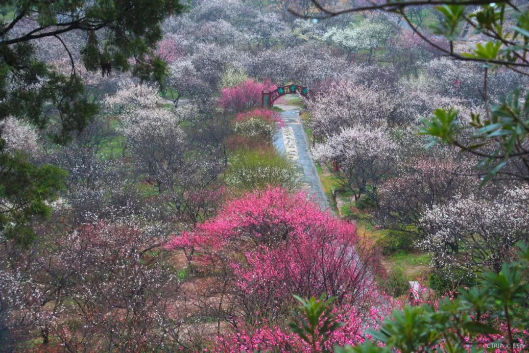 赏梅正当时,带你去闻2018年的第一阵花香!