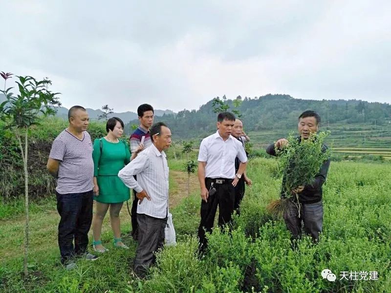 脱贫路上的领头羊记天柱县远口镇广万村民委员会主任杨义校