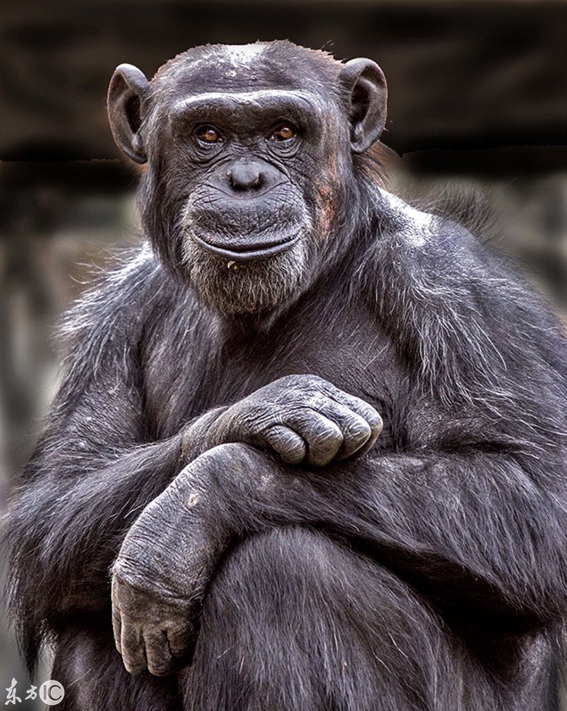 图为黑猩猩摆好姿势,对着镜头微笑.(图片来自东方ic)