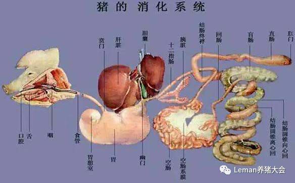 在小肠肠绒毛(图2),定殖于肠绒毛的pedv,不仅影响肠绒毛的物理结构