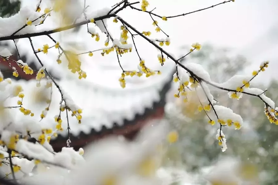 绿草和梅花猜成语_绿草和绿树图片(3)