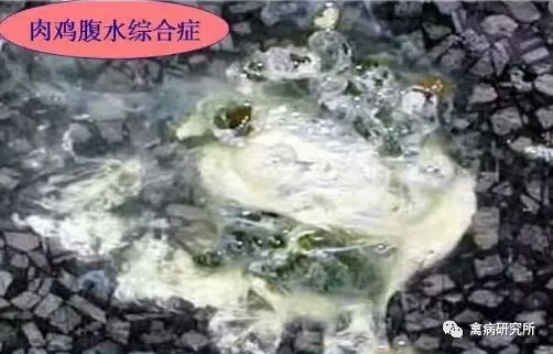 【养鸡知识】冬季常发病:肉鸡腹水综合征