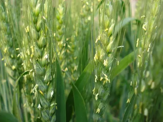 【世界上单花花期最短的花】小麦花