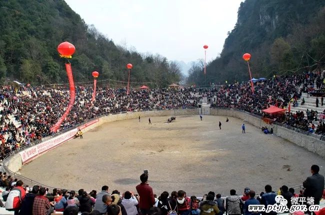 "2017年2月6日,春节斗牛赛事刚过,平塘县者密镇四寨片区和平村村民们