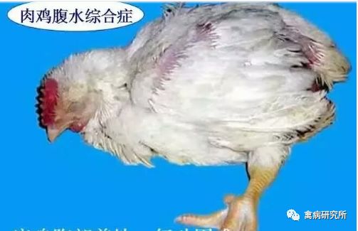 【养鸡知识】冬季常发病:肉鸡腹水综合征