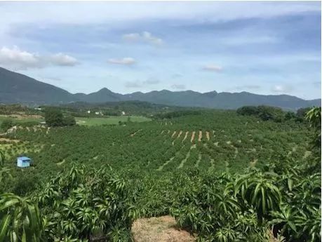 广阔的海南芒果种植基地