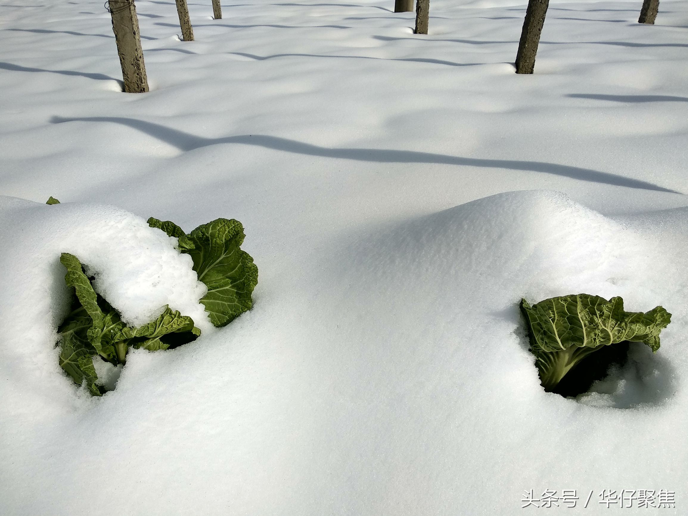 菜农雪地里刨白菜冰雪天蔬菜价格上涨天气是主要影响因素