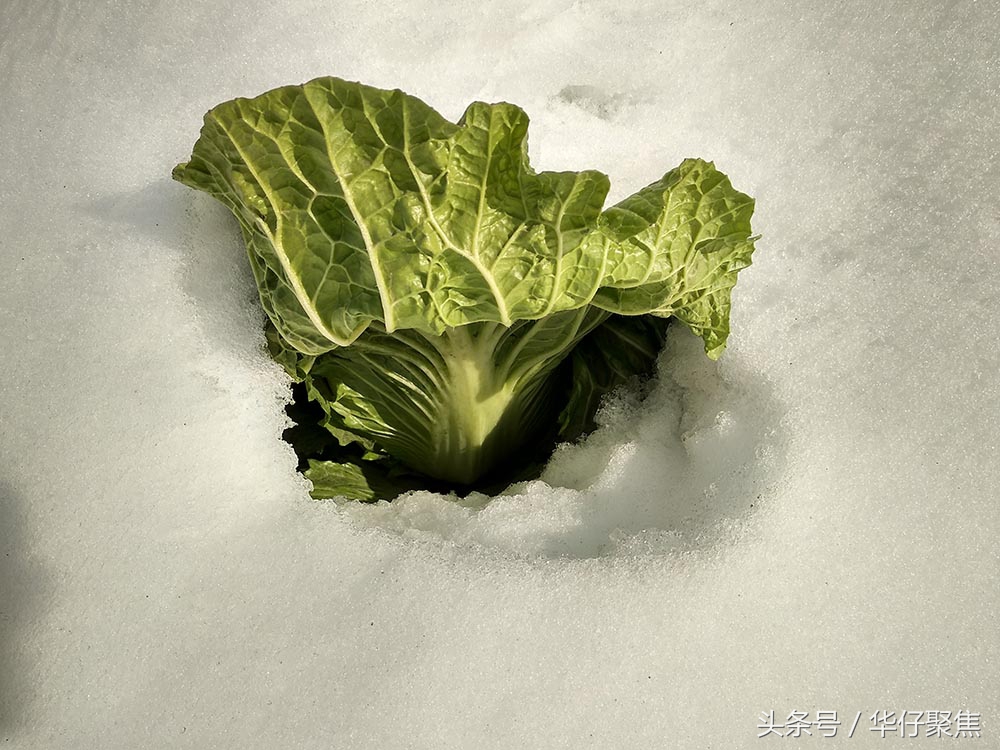 菜农雪地里刨白菜冰雪天蔬菜价格上涨天气是主要影响因素