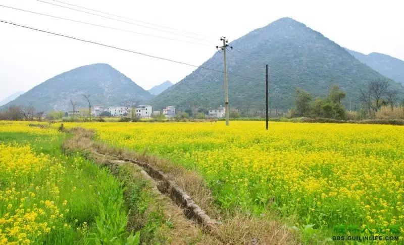 路线:桂林市内-万福路-太平村-田心村74桂林大圩熊村大圩熊村油菜花