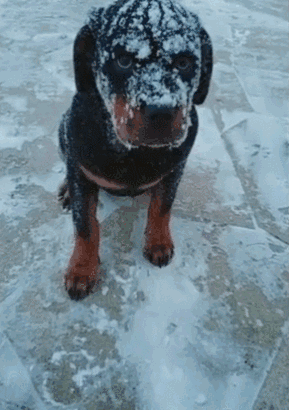 狗狗跑出去玩雪,没做防寒措施,冻得差点不成狗!