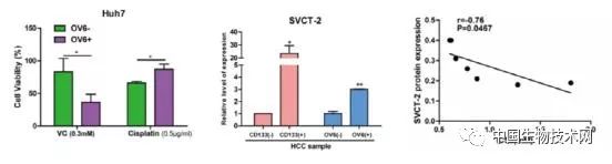 《自然》：王红阳院士团队发现维生素C优先杀死肝癌的肿瘤干细胞