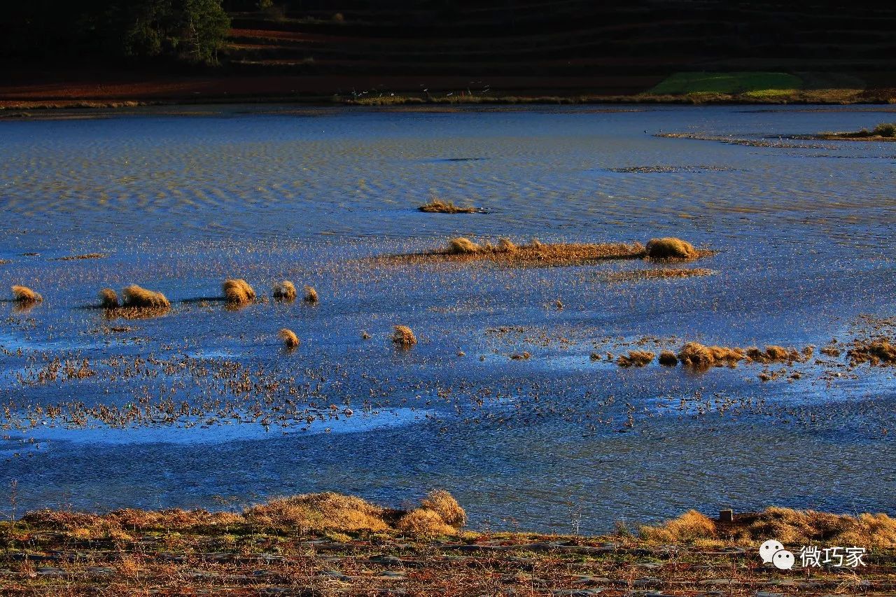 行摄巧家‖冬日的马树湿地