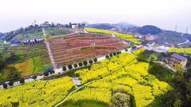 沙坪坝一座蕴含文化气质之城彰显着独特的文化魅力和文化张力