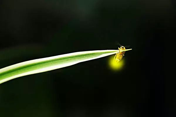 无论躲到哪里都象黑夜里的萤火虫一样 你那才华四溢的眼神,帅气的胡